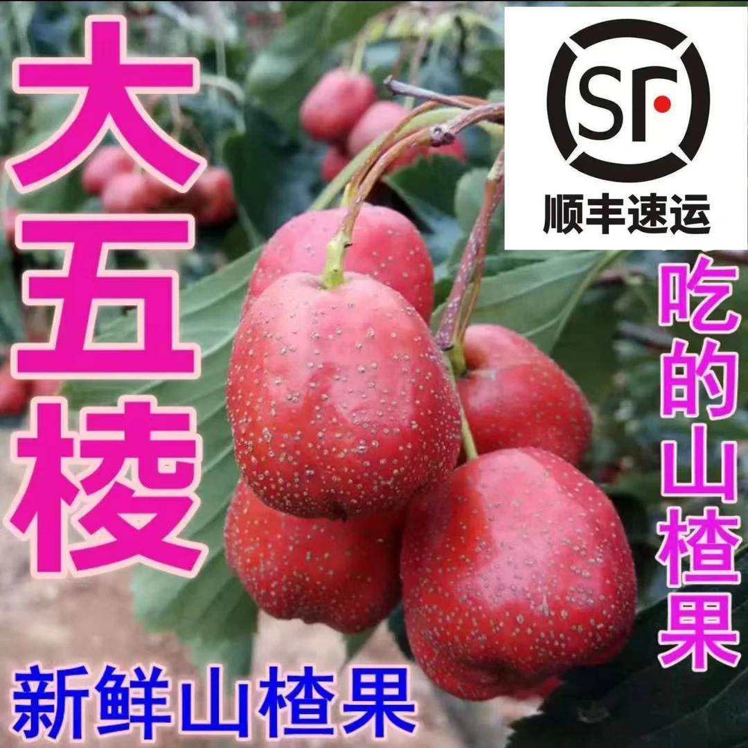 黑石汪沂蒙山新鲜山楂果大五棱山楂鲜果糖雪球冰糖葫芦用农家直发