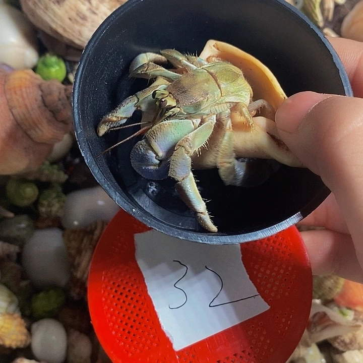维尼专属寄居蟹一只