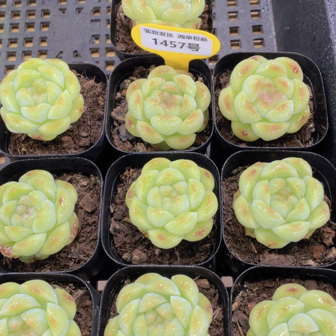 1457号 珍妮体绿汉堡单头一个