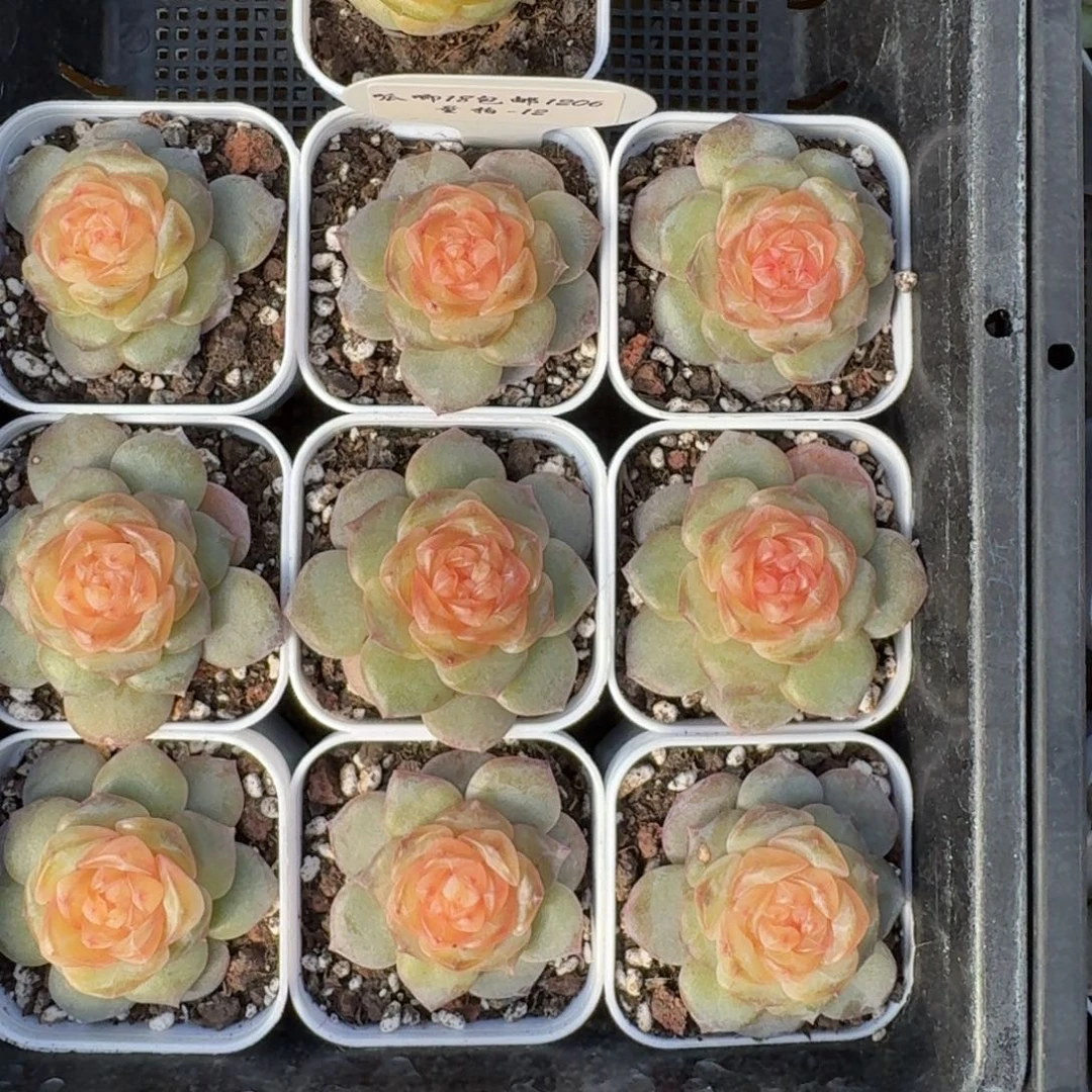 1206-012-大橙子一颗量拍