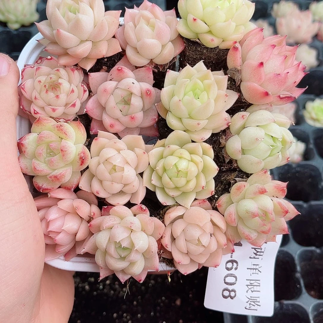 1-608 新疆西藏内蒙不发12.8包邮2-3公分多肉