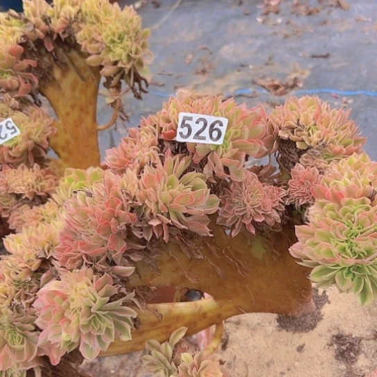 佳****多肉植物一个斑斓