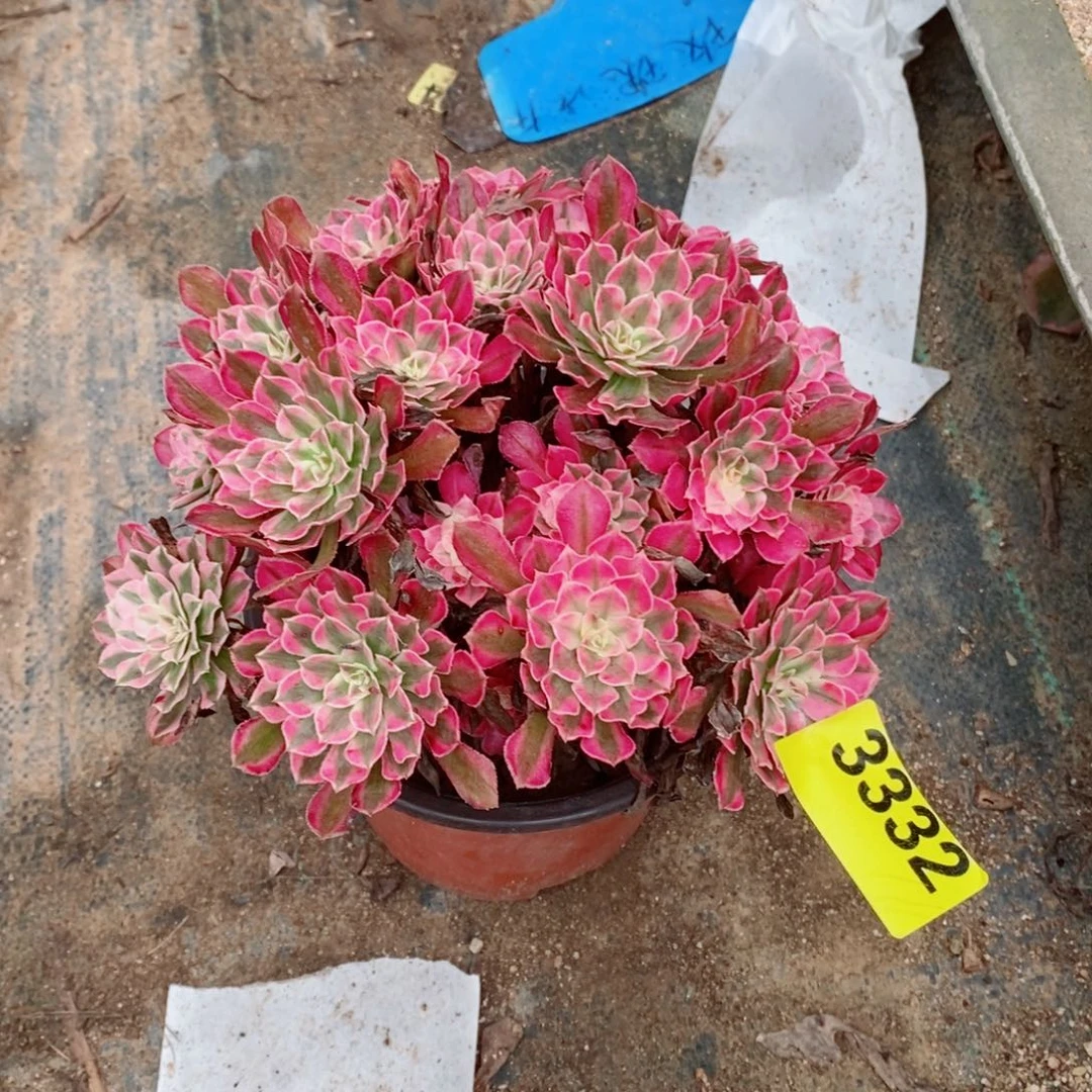 红通白丛林多肉法师3332