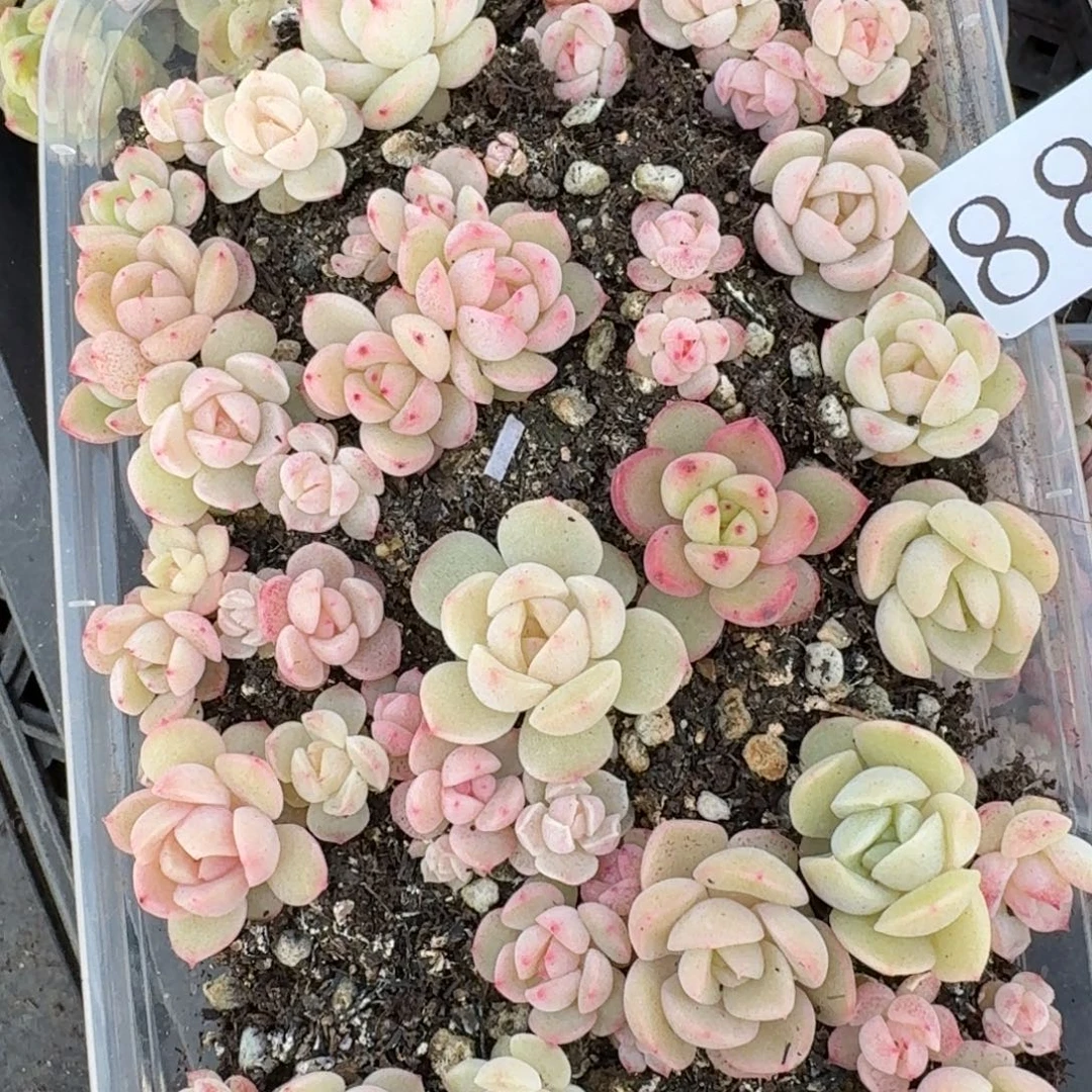 多肉植物多肉植物88