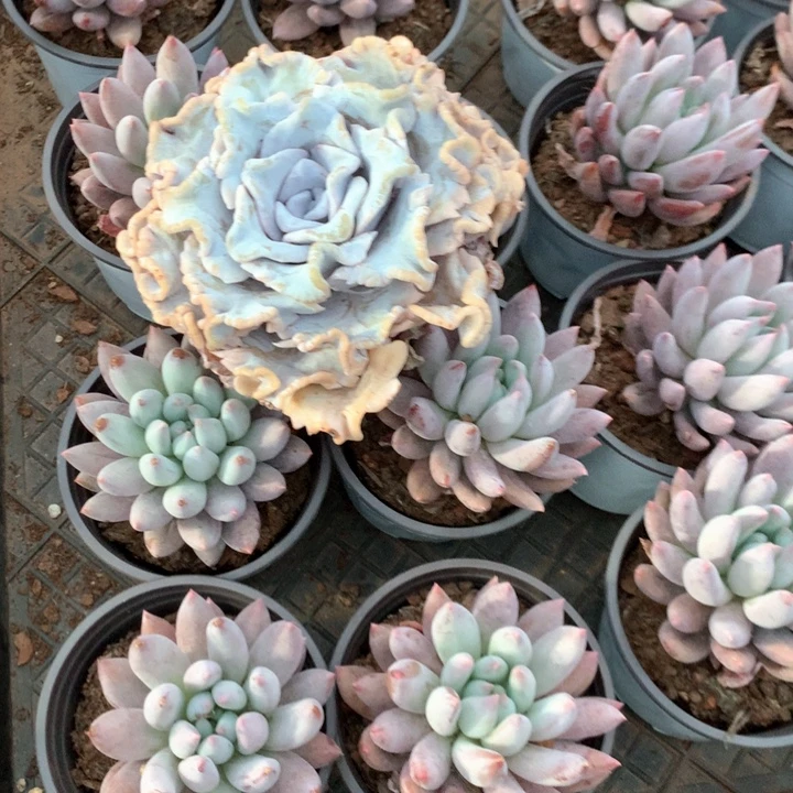 芭蕾舞者9.99两单包邮