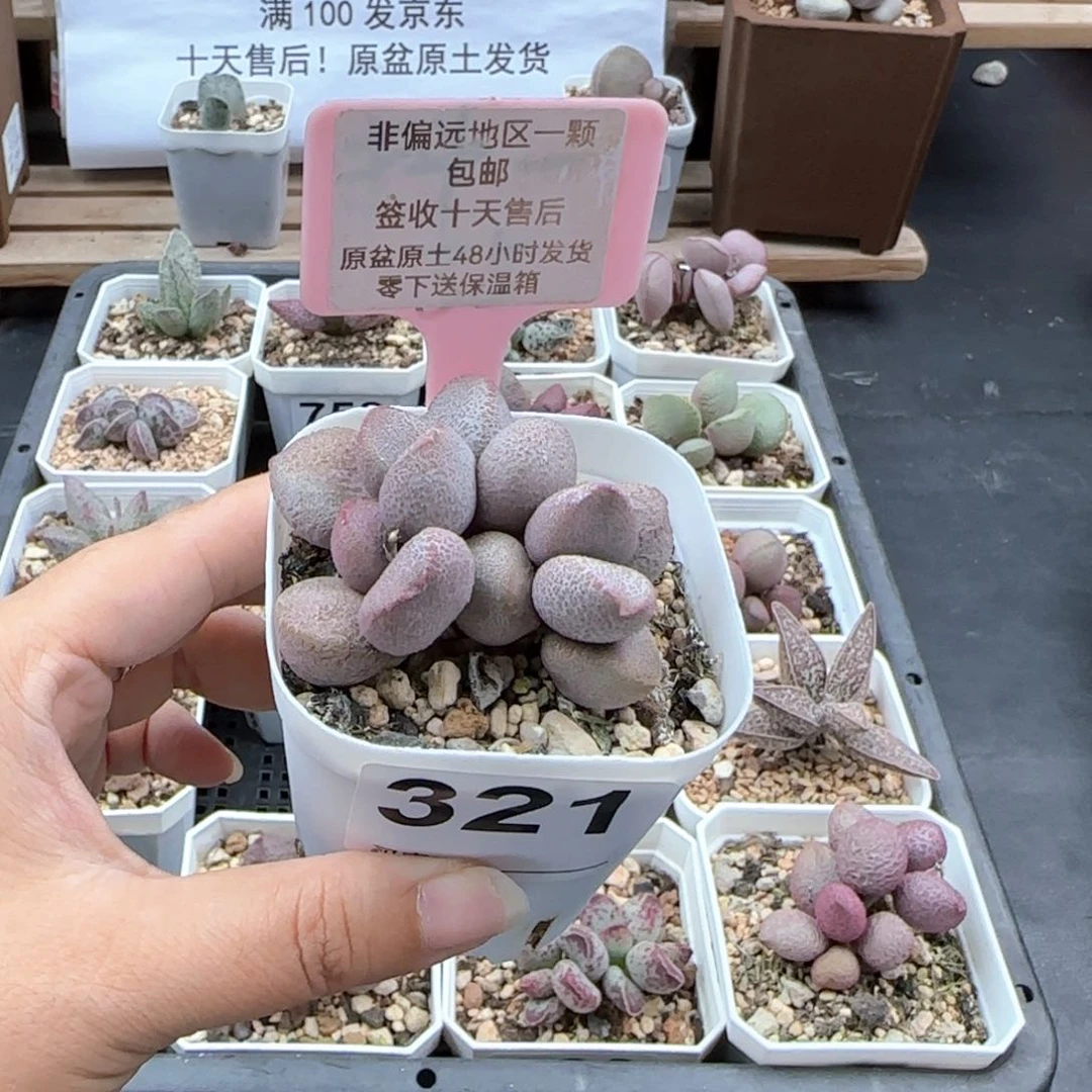 321甜心多肉植物