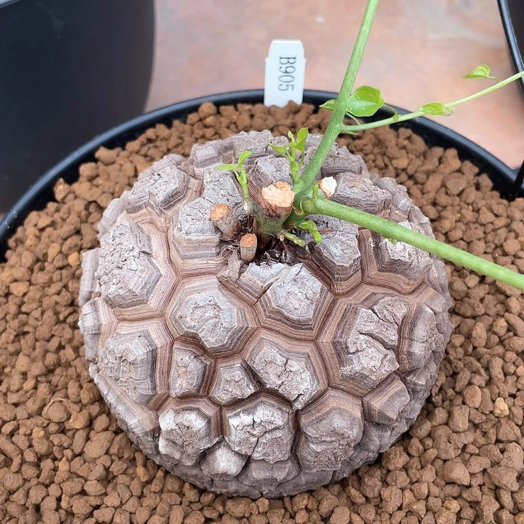 905号龟甲龙11.5公分