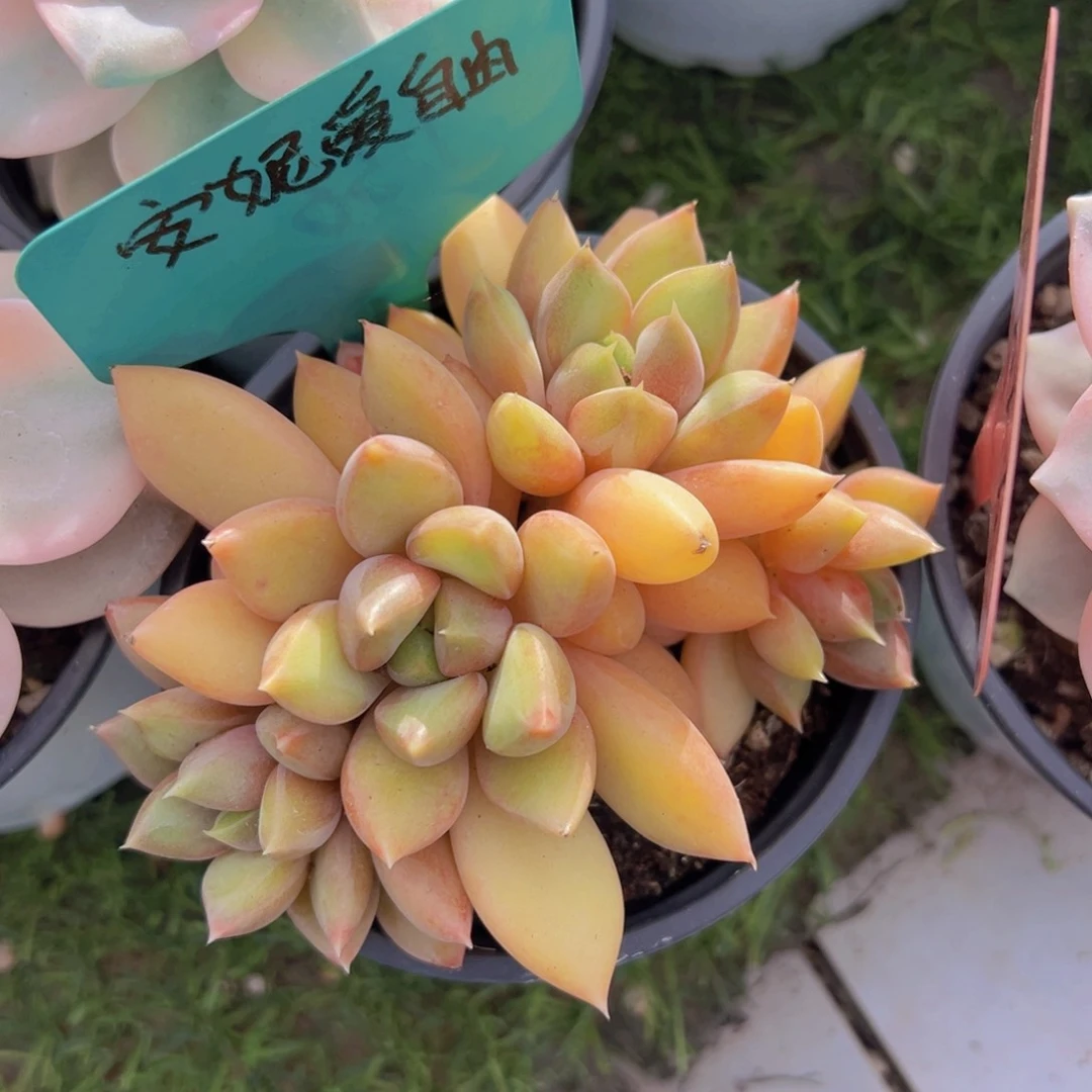 福利来啦来了来了来