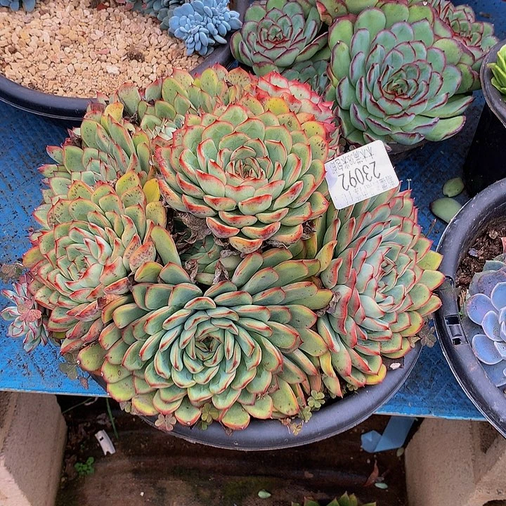 武***1    荷花多肉23092