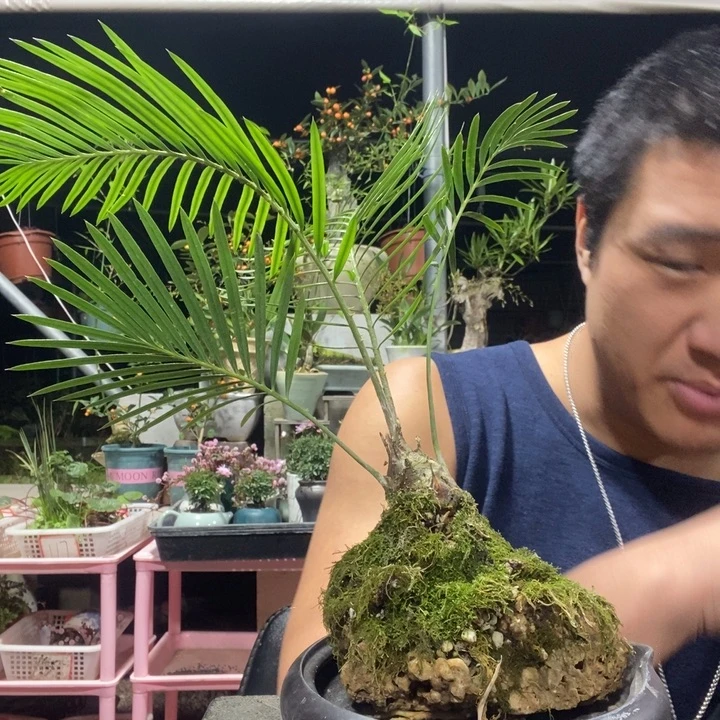 春***风以实际为准盆景绿植盆栽69