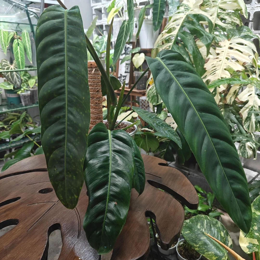 PP蔓绿绒直播间一物一拍 植物