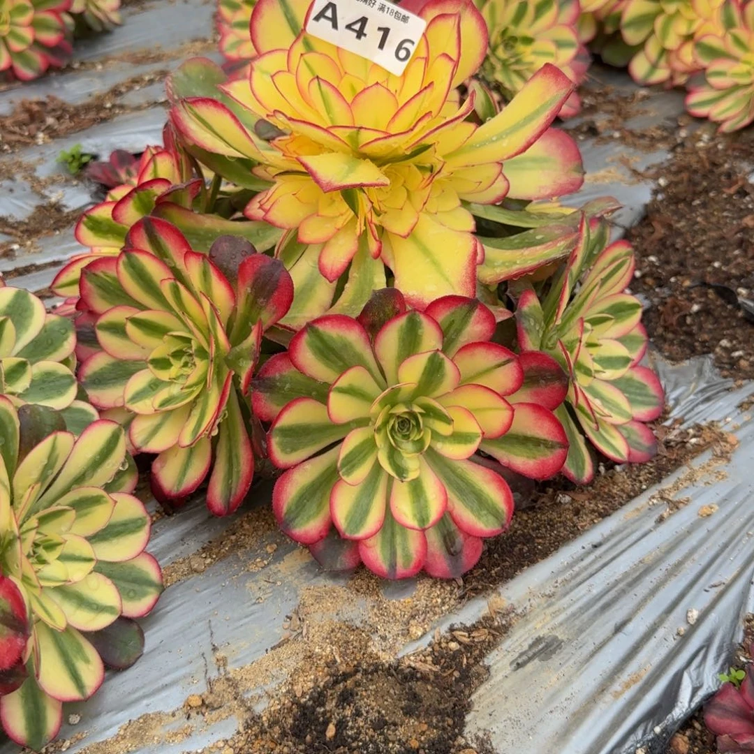 416荔枝。多肉植物