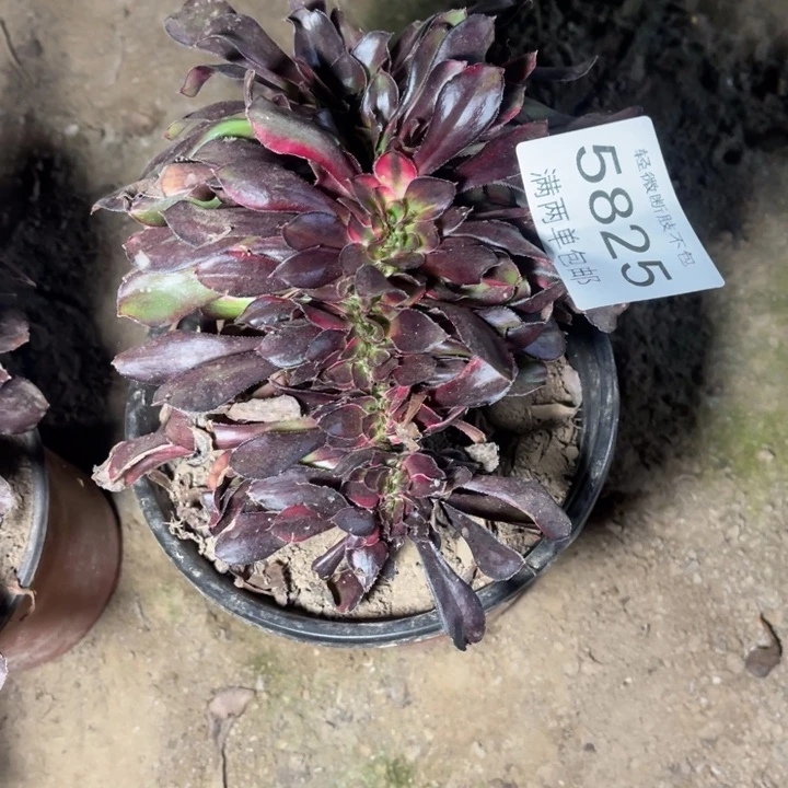 5825花蝴蝶缀的人多肉的