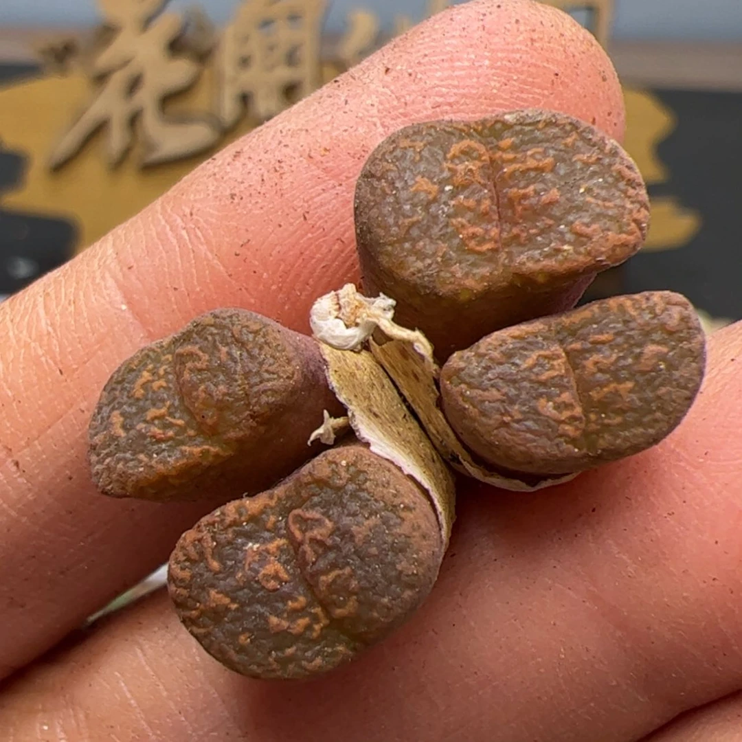 【闪购商品】000000004