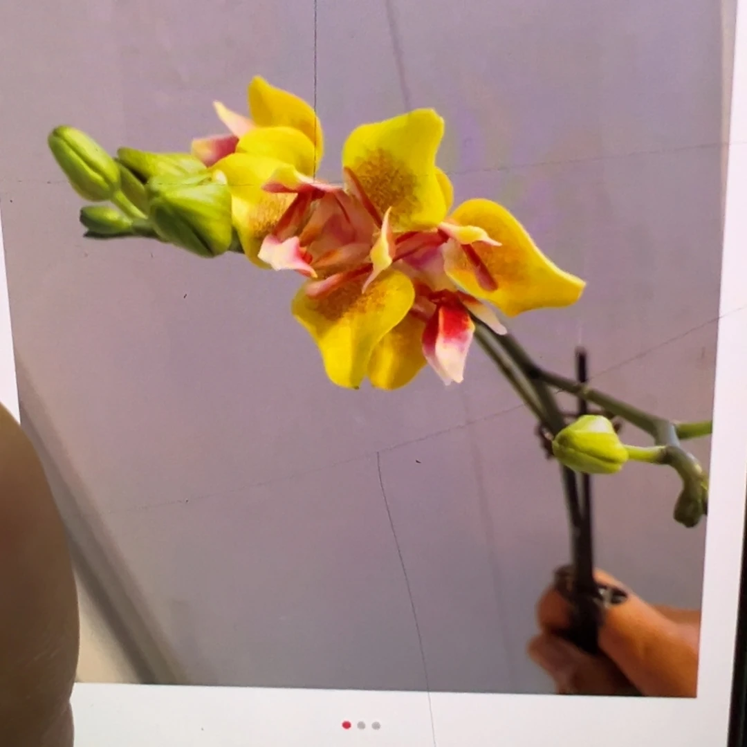 当前无花栽培后可以开花飞机苗香水黄金凑单发货一颗不发货