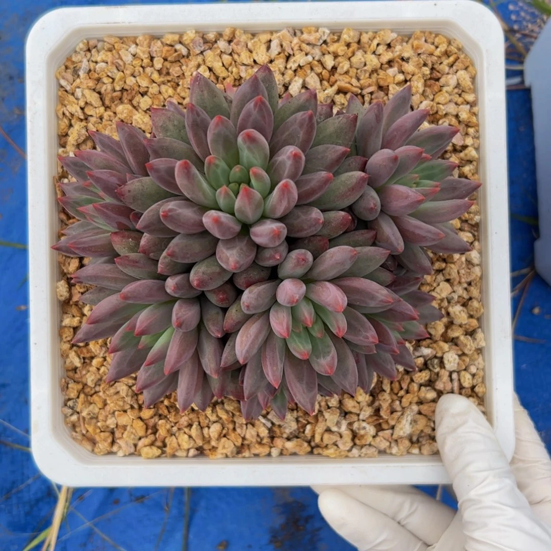 多肉植物多肉植物