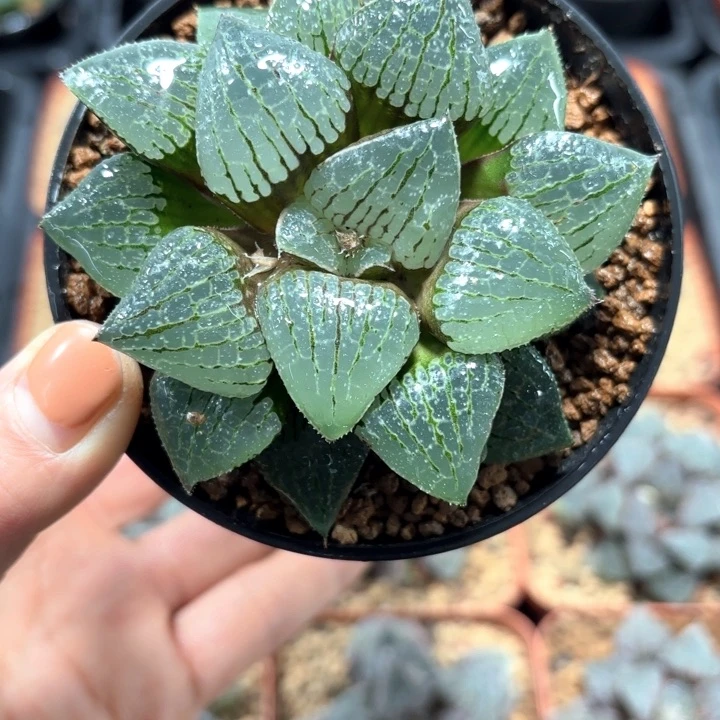 母本香瓜岛多肉植物