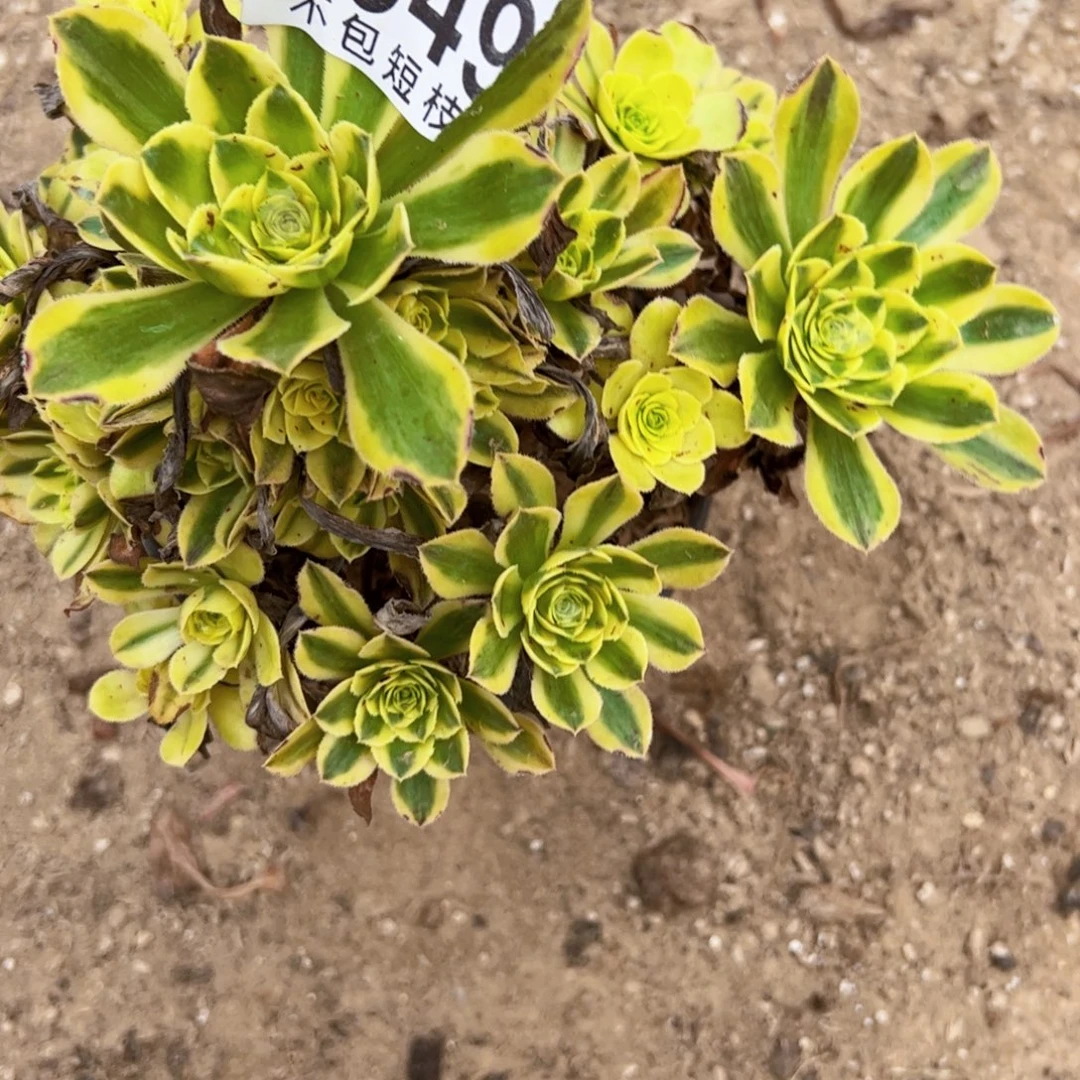 白兰地多肉植物1949