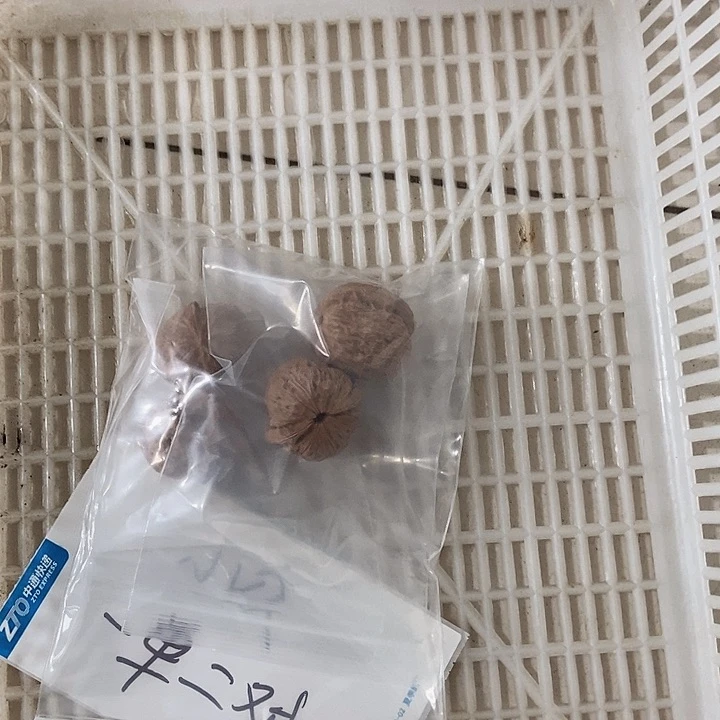 吊坠文玩核桃一单2对2