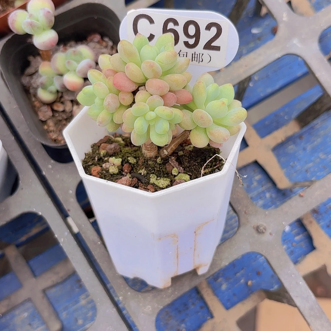 C692洛可可一物一拍