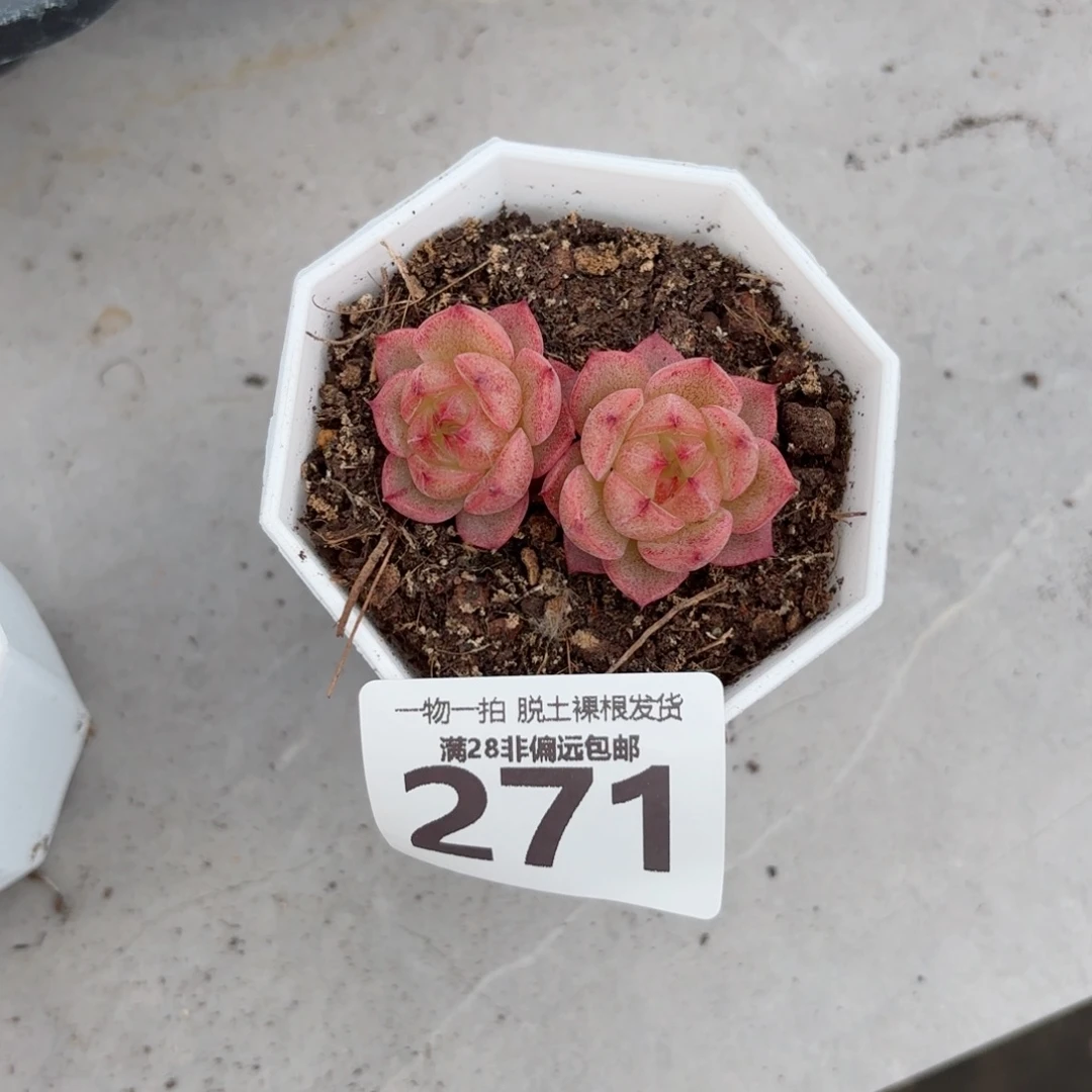 小***～火烈鸟无盆土发货