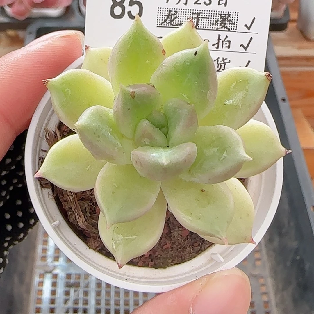 多肉0723-85璀璨小老桩