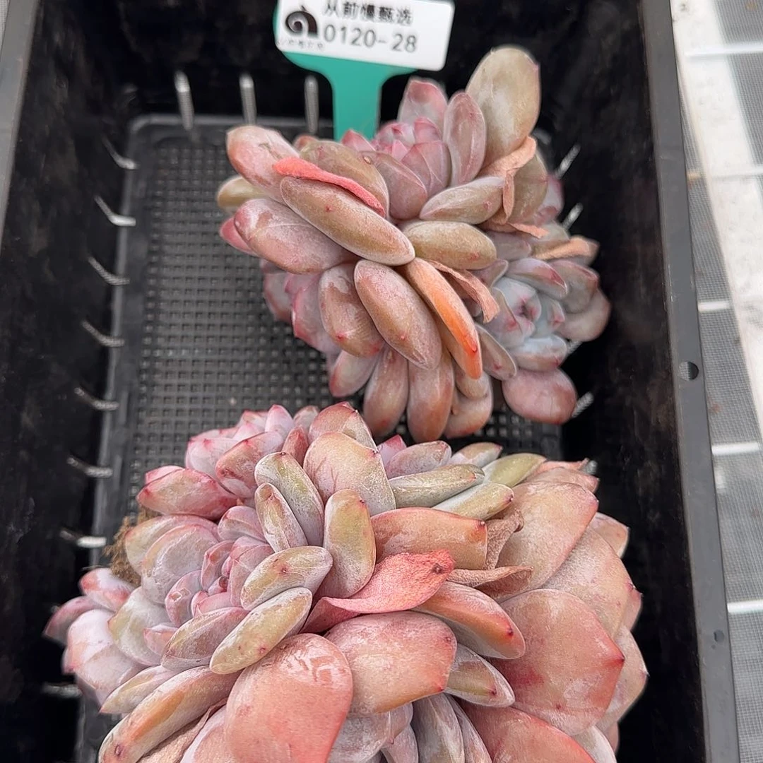 从前慢花园精选0120-28