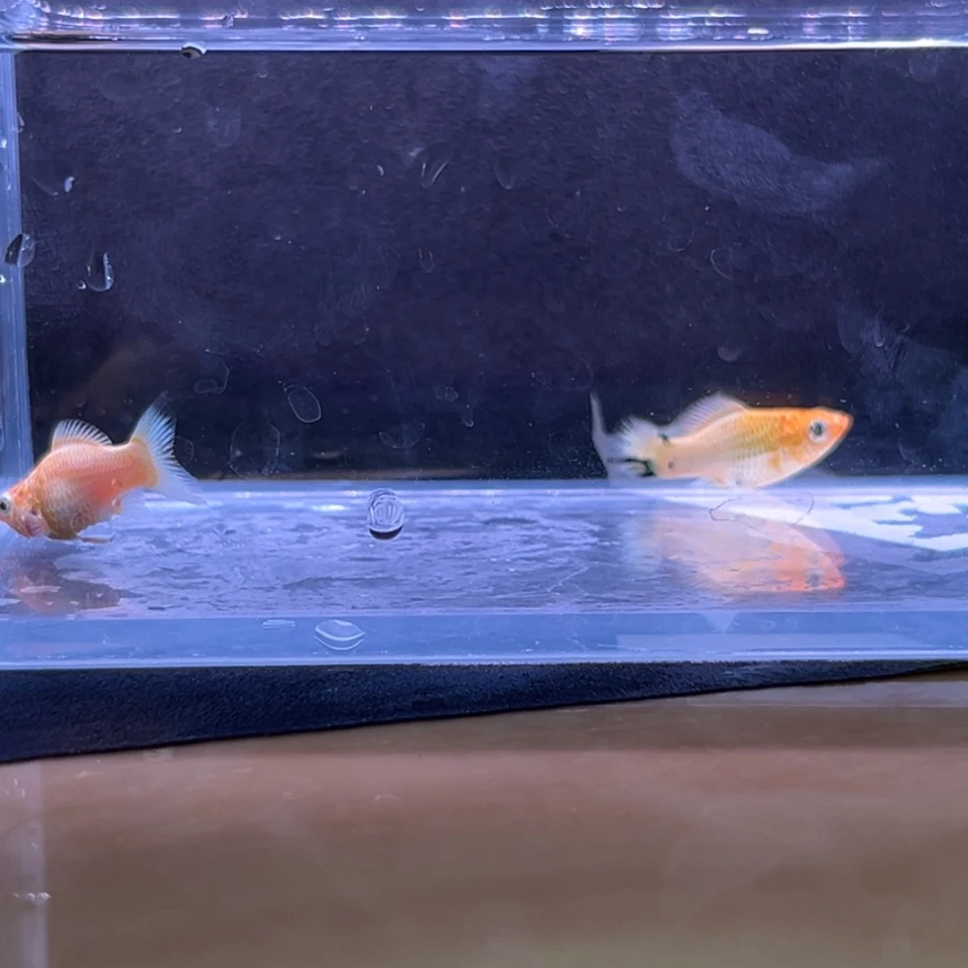 孔雀鱼玛丽崽两条