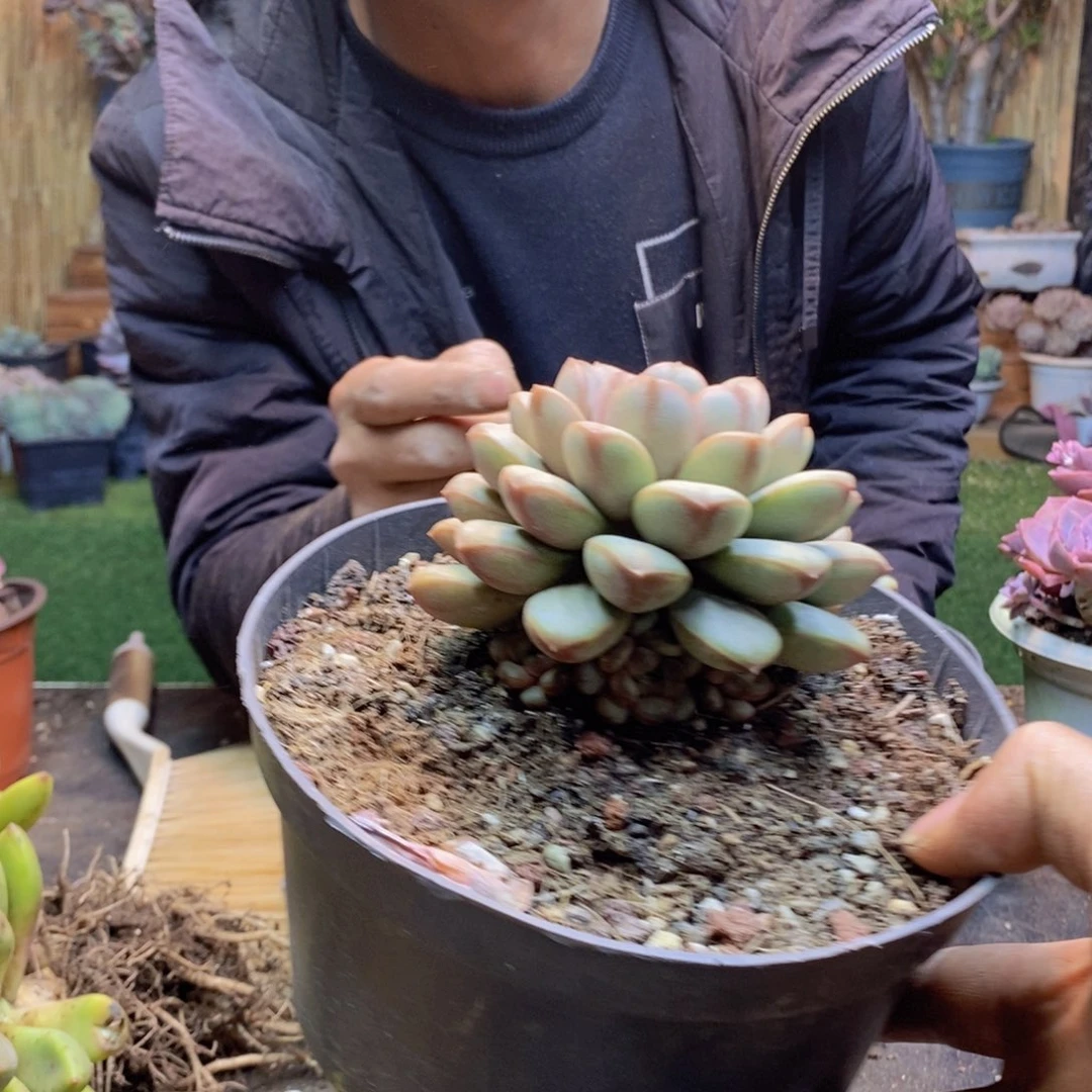 时*.H314号葡萄多肉