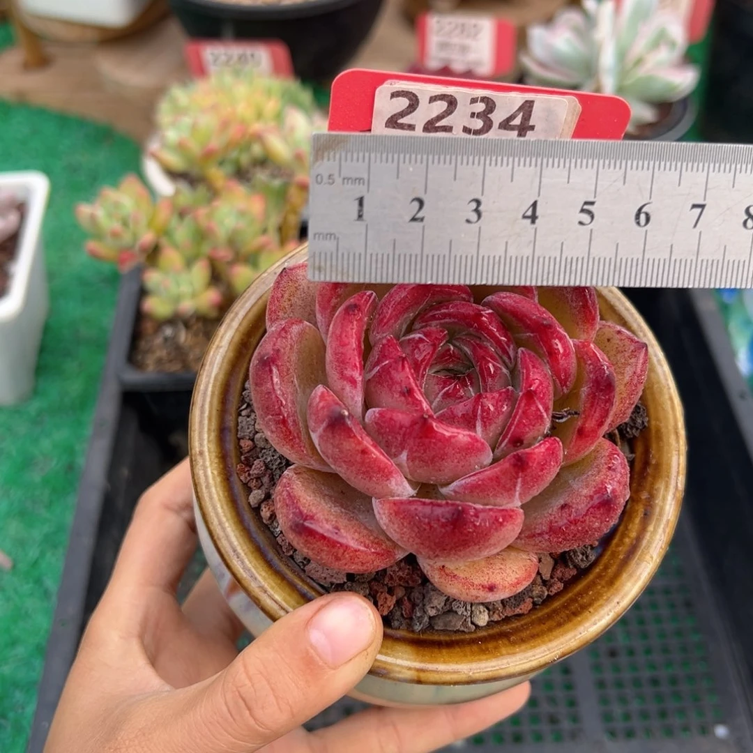 表妹精品多肉2234.