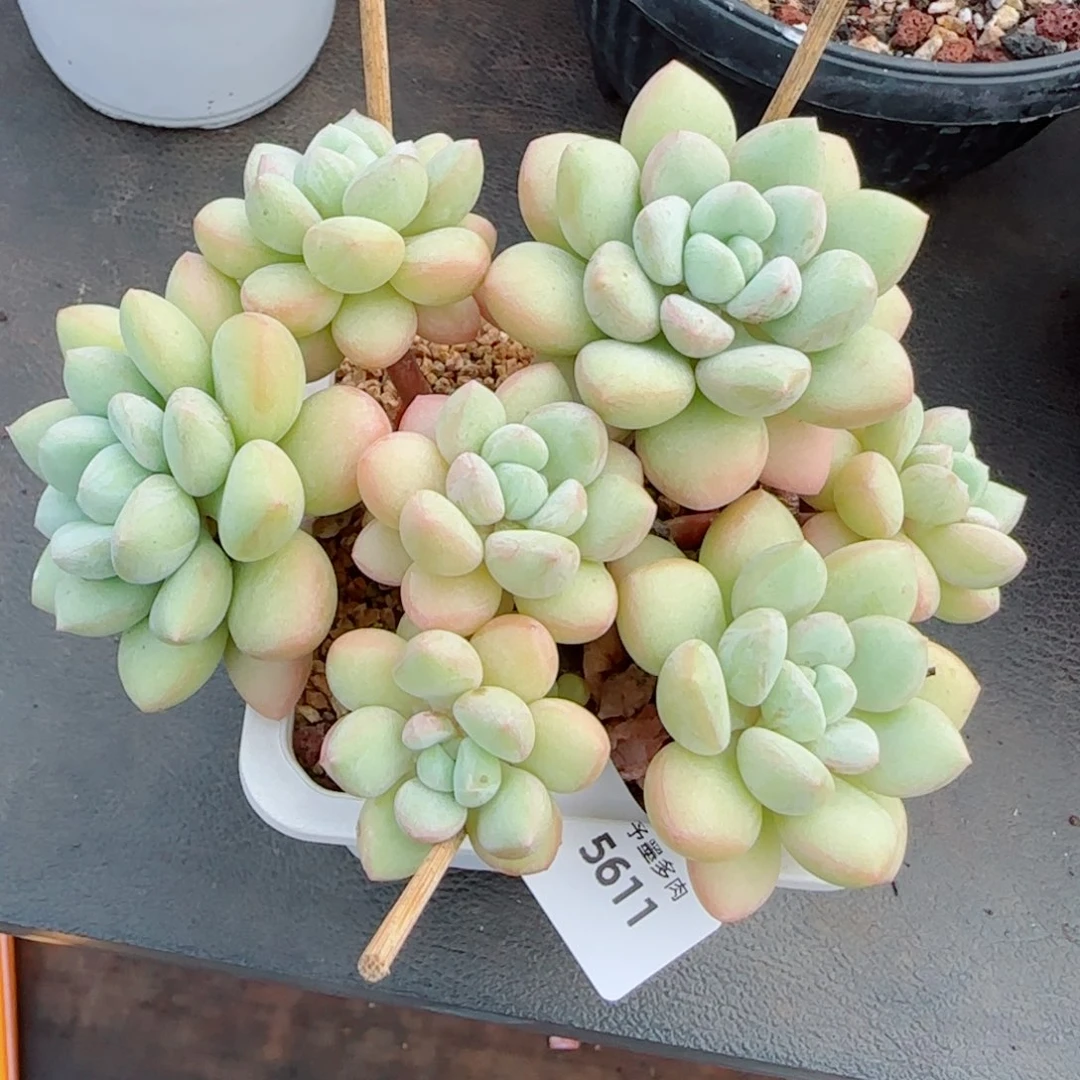 泡泡糖，5611多肉植物