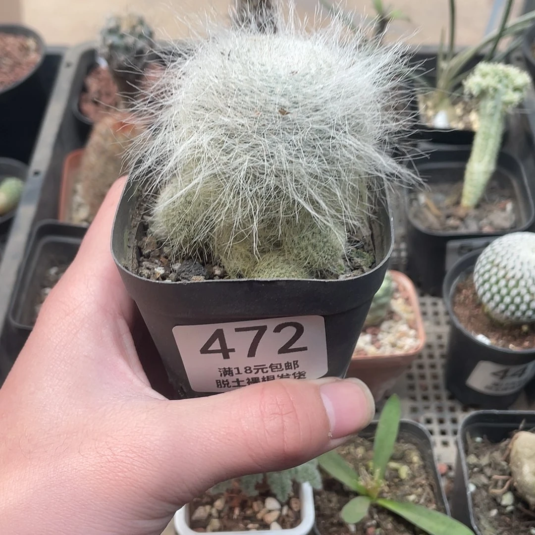 472雪猿玉翁（满18包邮）