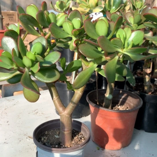 用****生366紫叶脱土发货