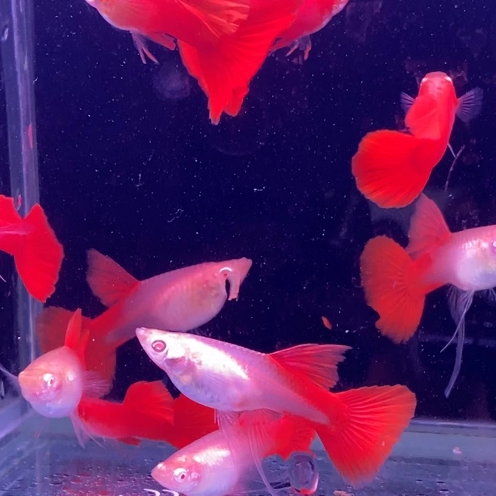 孔雀鱼血红飘带10条包邮