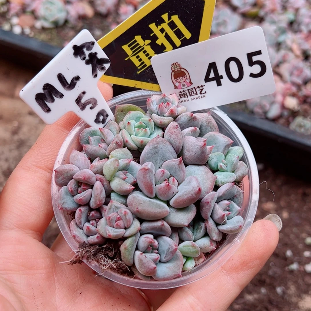 当前无花朵，栽培后可花朵多肉植物多肉植物