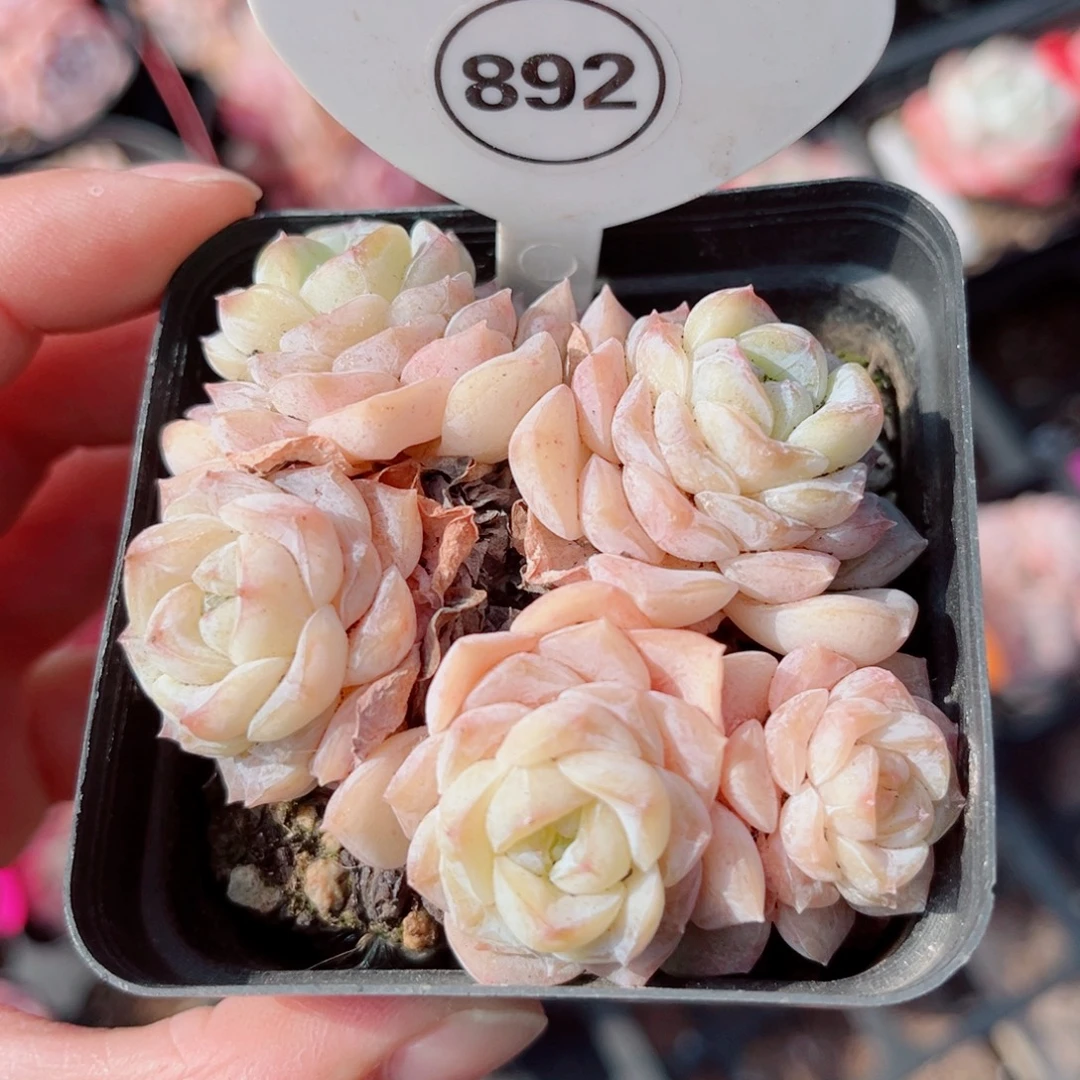 892号小老桩玉凝群