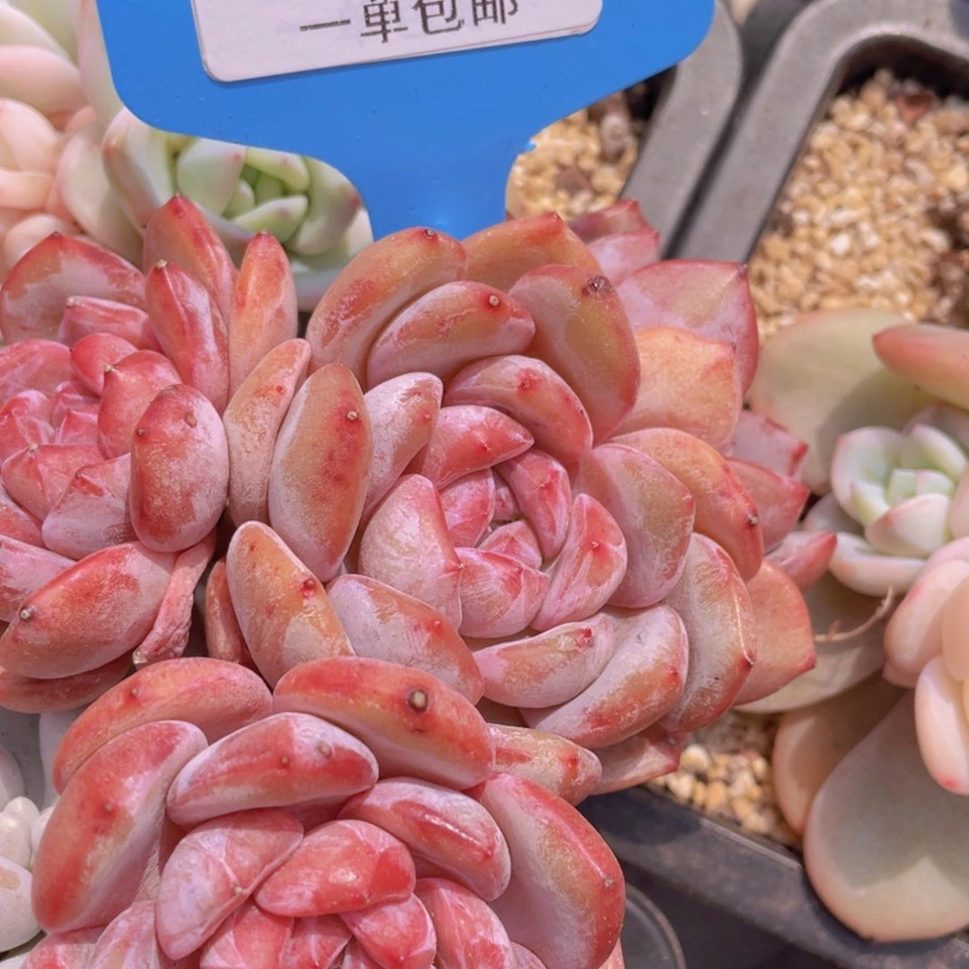 0226-8-石榴籽星影四头老桩一颗