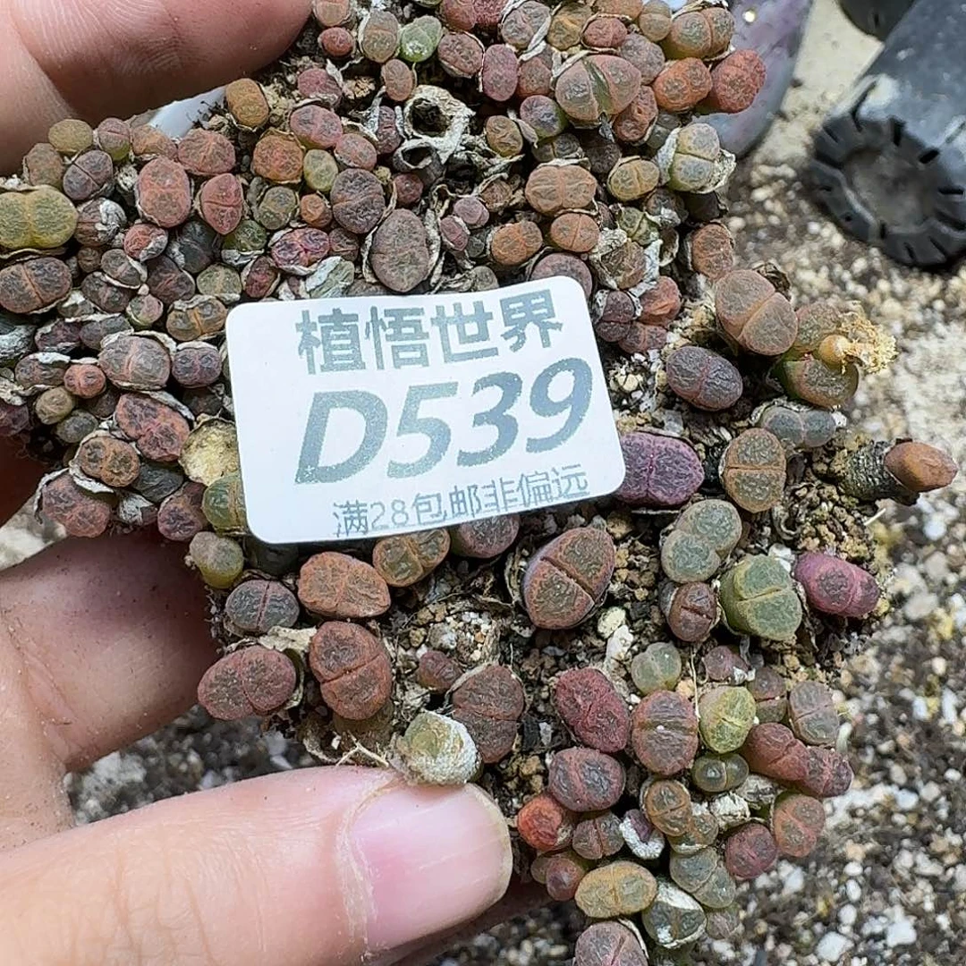 多肉植物的润泽fgbn