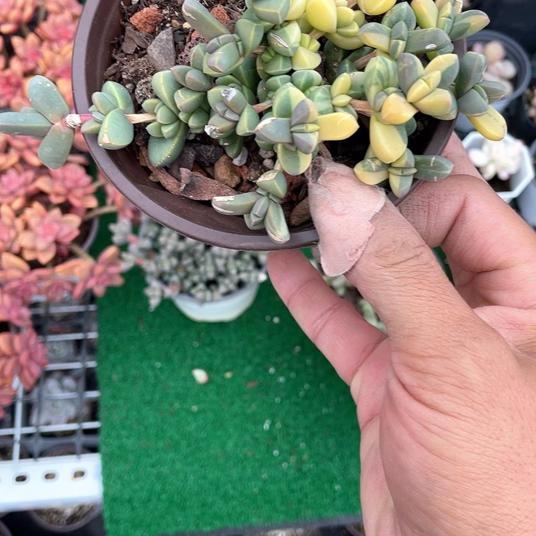 鹿角海棠锦带盆的发货