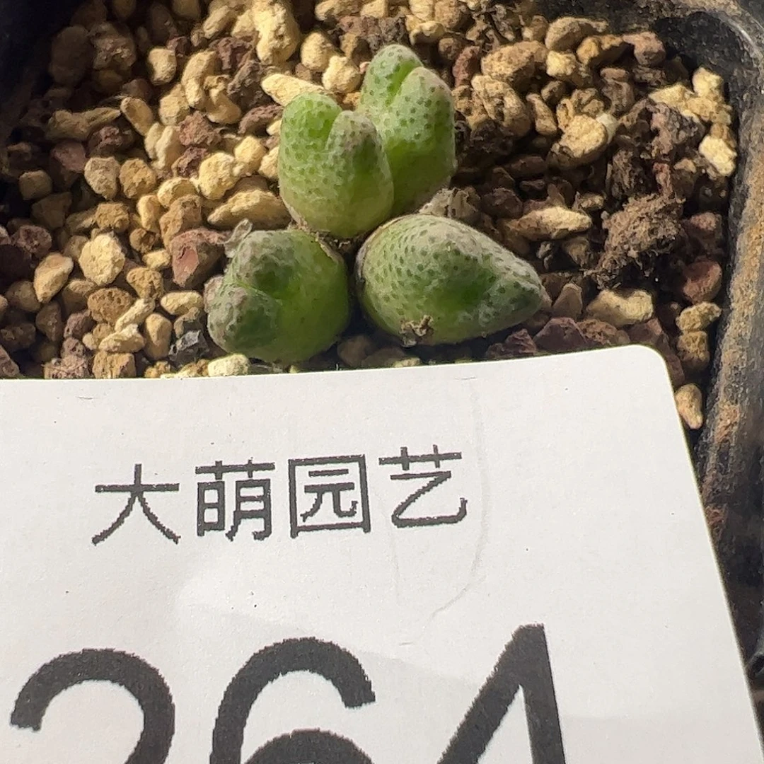 一物一拍脱土发。 264
