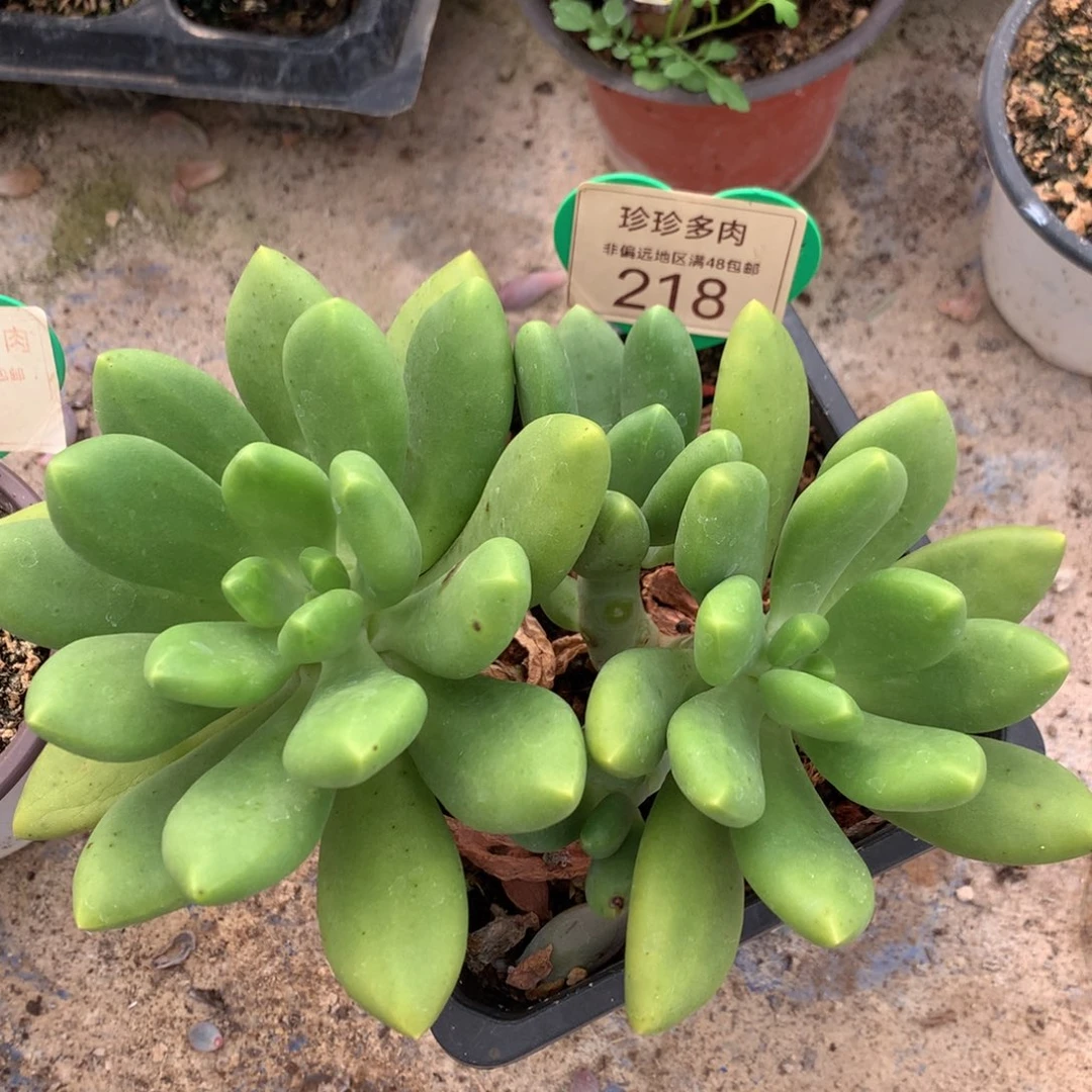 芒果奶无砍老桩218