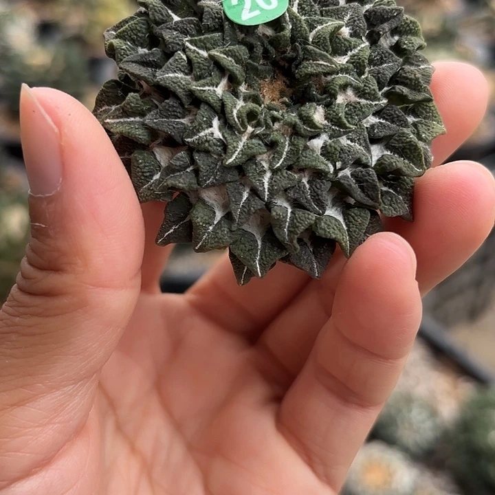 袖蒲苗接落地仙人球20