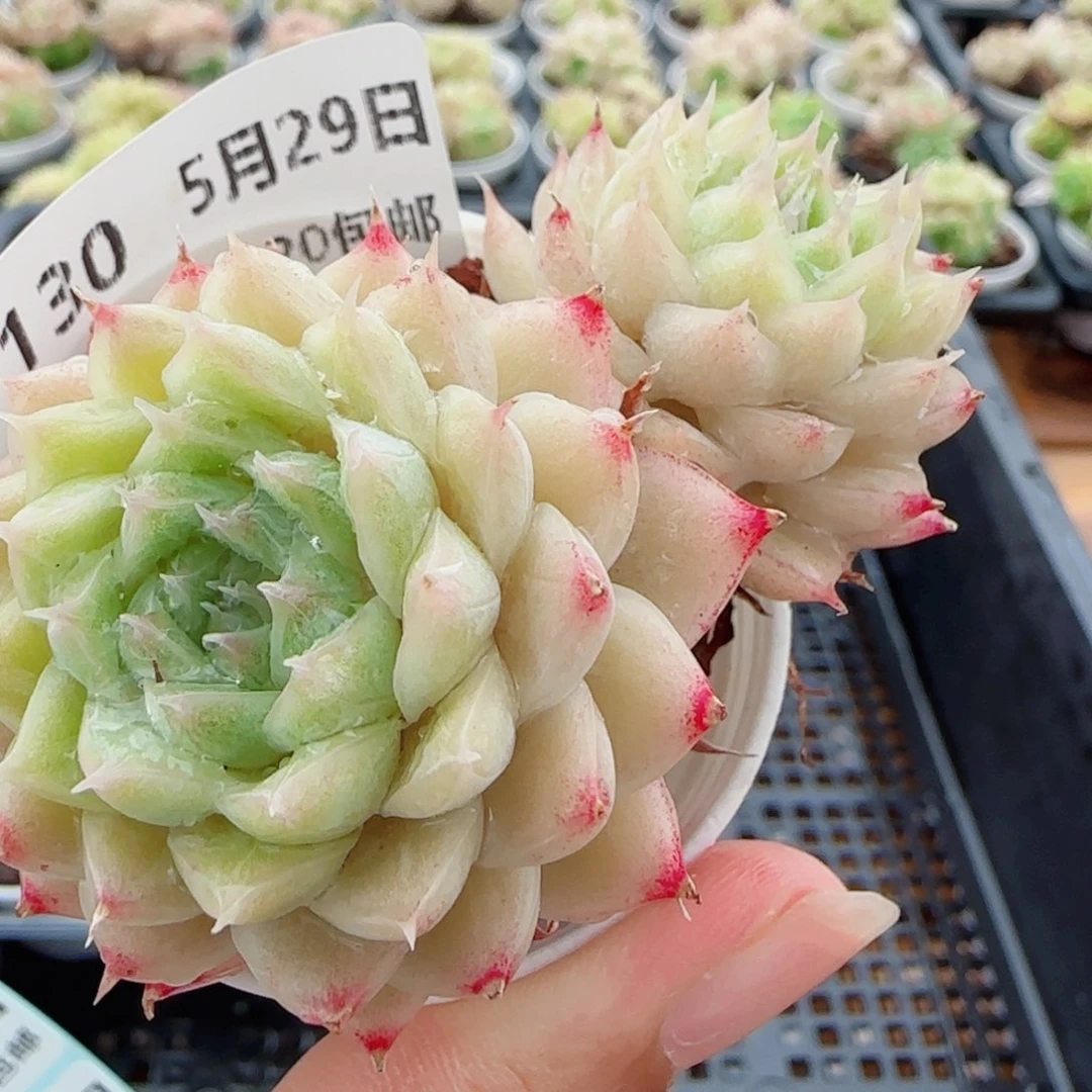 花语逸镜0529-130