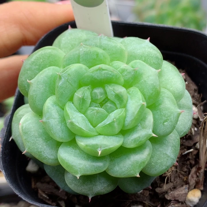 58包邮  群生不包整23
