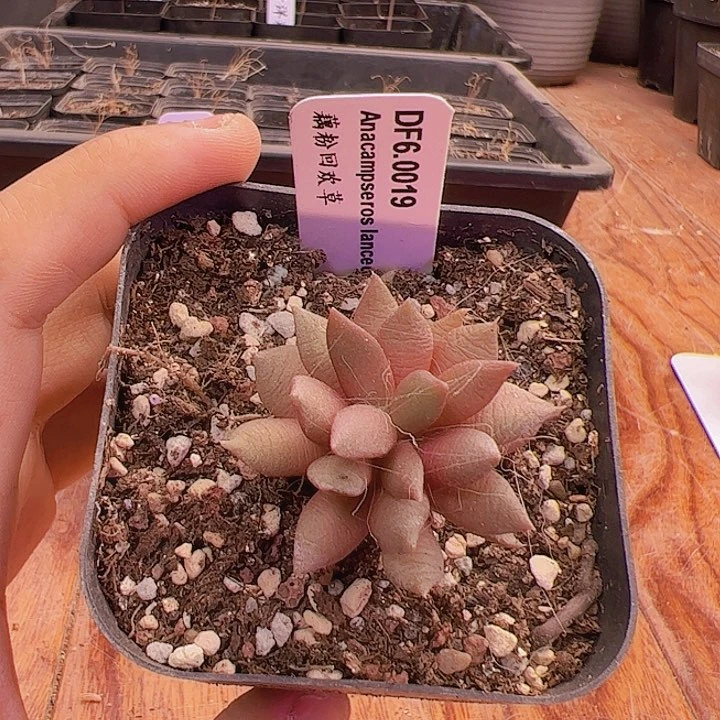萌***妹藕粉回欢草1，周正