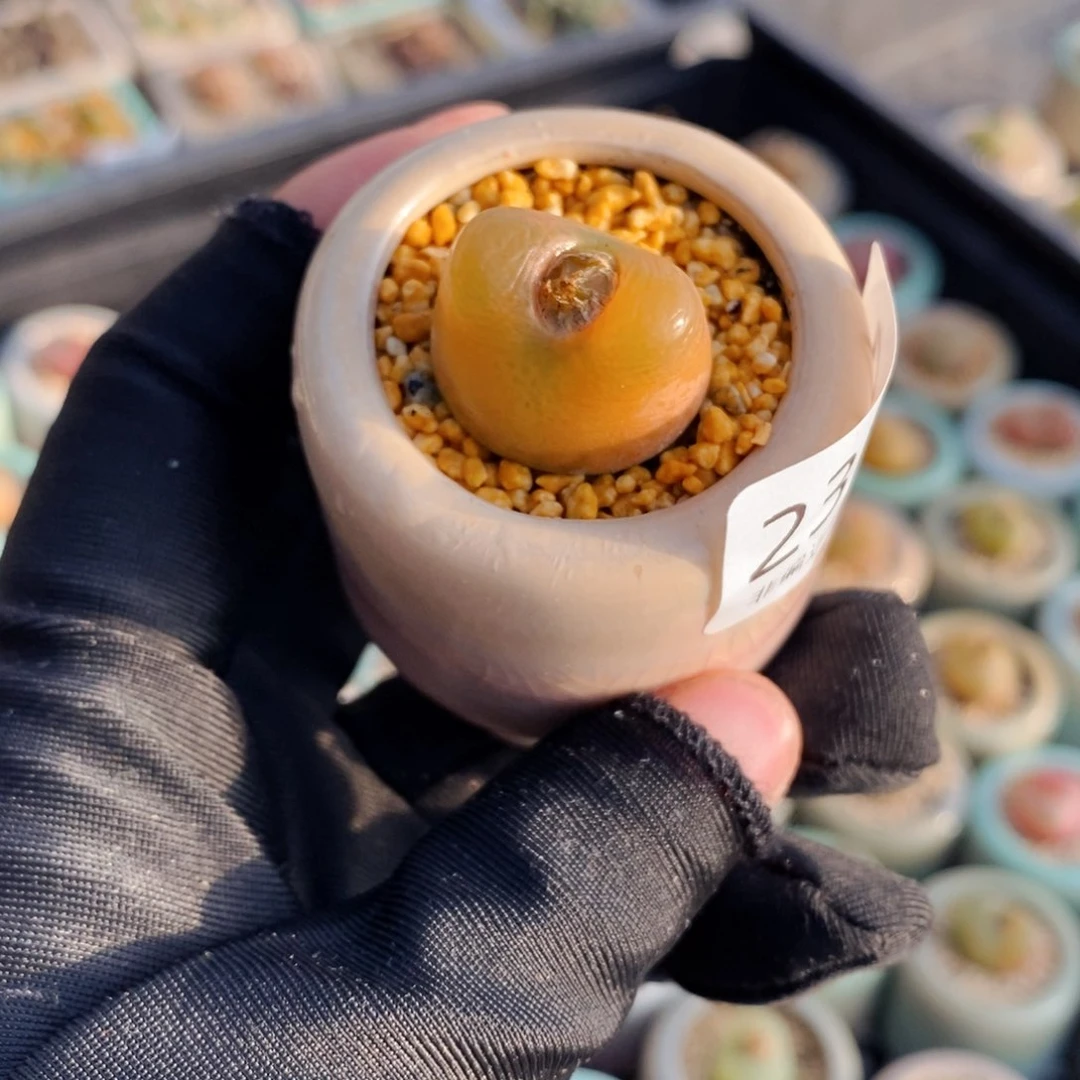 2314-一物一拍 带盆