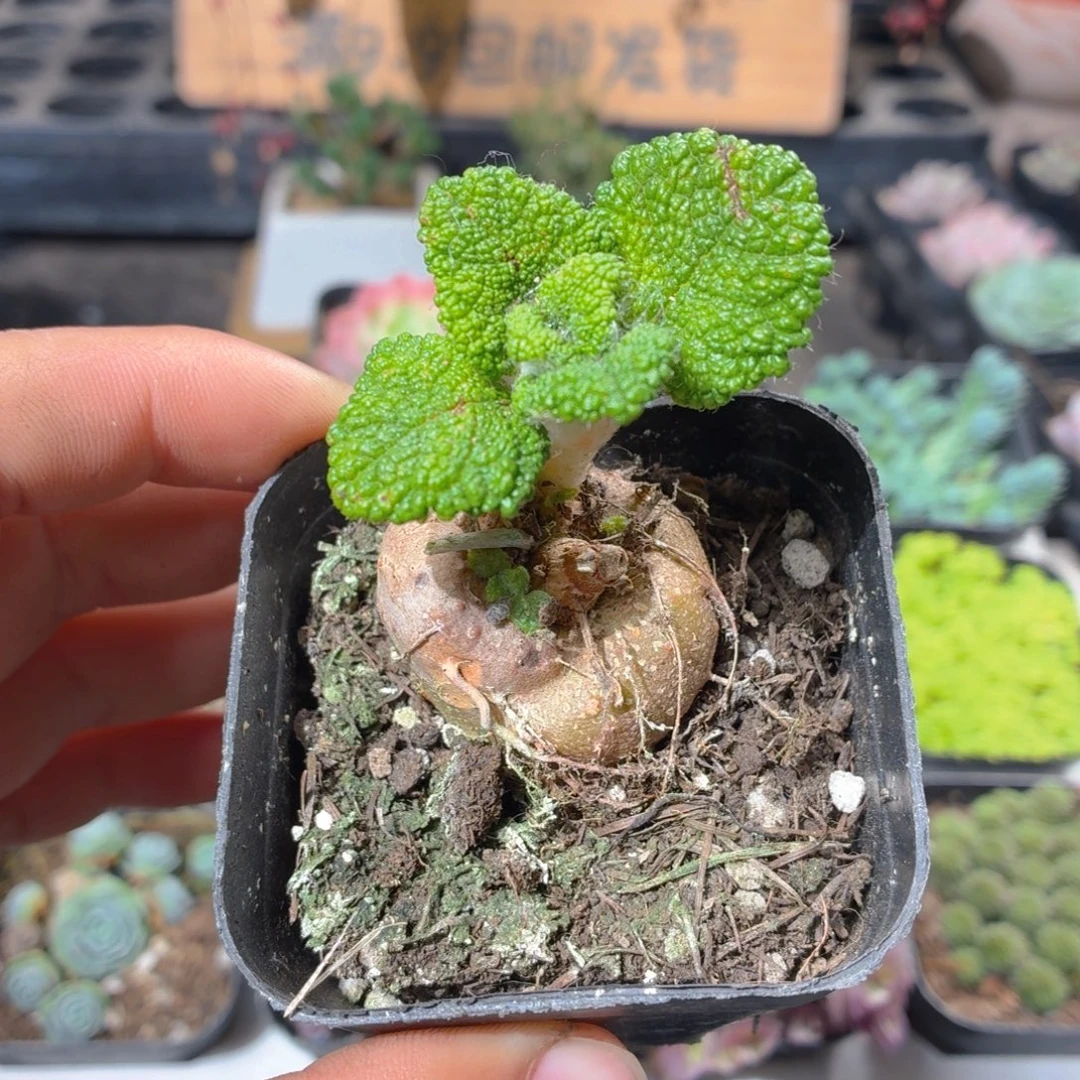 断崖王子多肉9.9包邮发货