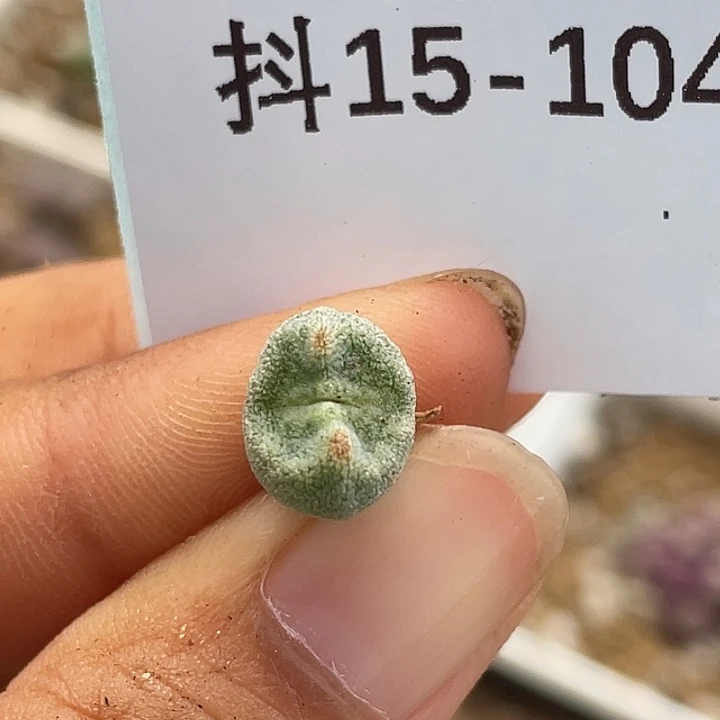 15-104绿豆糕多肉植物
