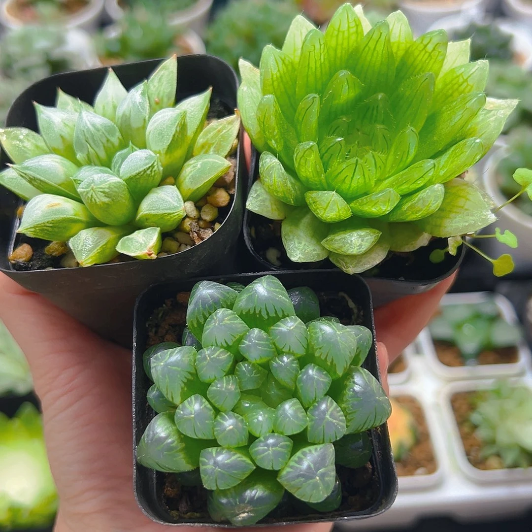 爱心寿+樱水晶+糯肌玉露