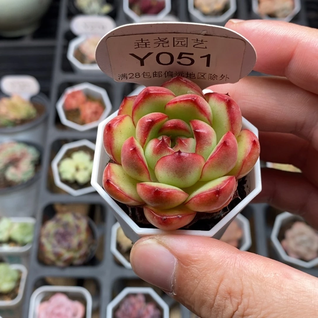 0051 万宝龙 4.5cm